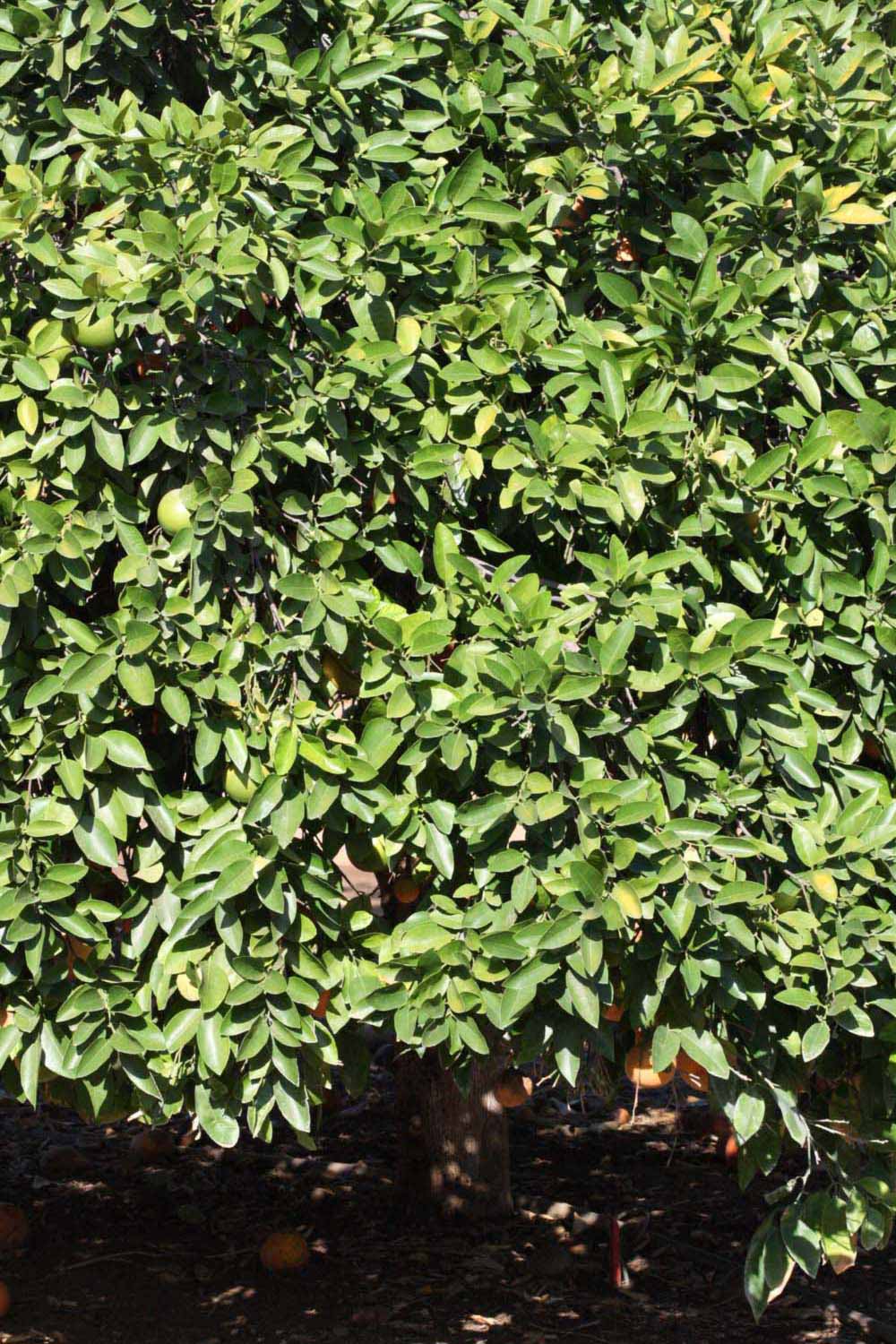            Habit (Riverside, CA)   